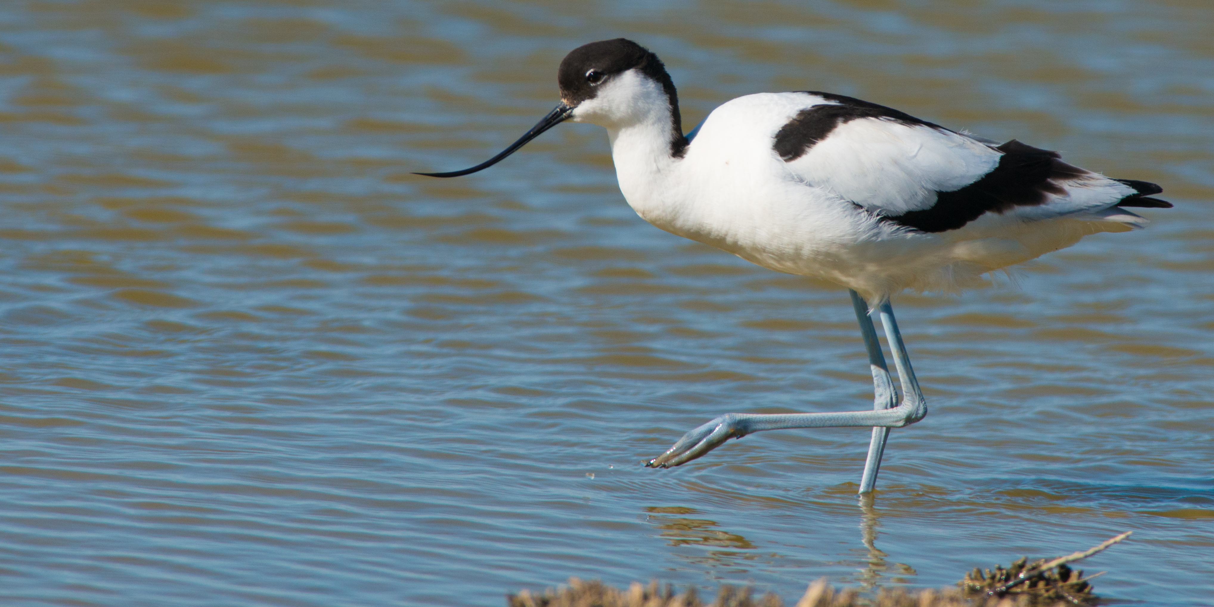 Avocette élégante_ Michel Fernandez